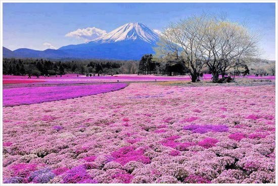 Breath Taking Scenes Of Mount Fuji. Japan by gastoul